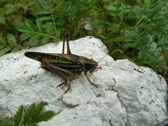 Gampsocleis sedakovii