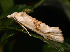 Cochylimorpha straminea