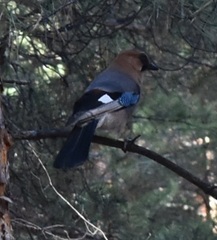 Garrulus glandarius brandtii