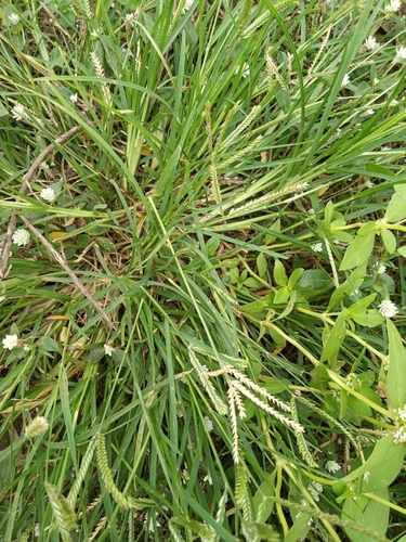 Goose Grass