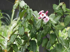 Strophanthus gratus