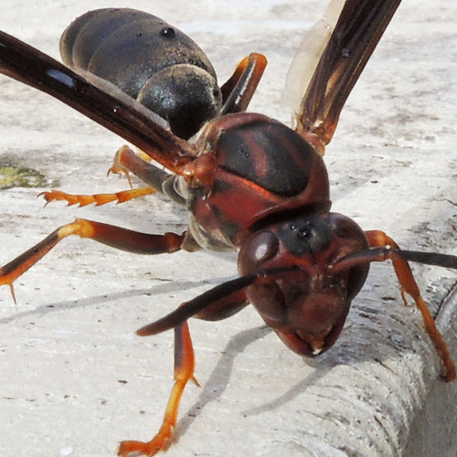 Metric Paper Wasp photo 6