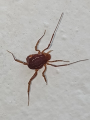 Holovonones compressus