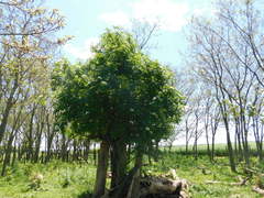 Sambucus australis
