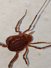 Holovonones compressus