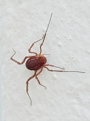 Holovonones compressus