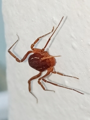 Holovonones compressus
