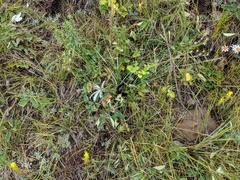 Potentilla pulcherrima