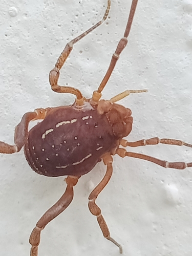 Holovonones compressus