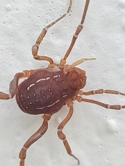 Holovonones compressus