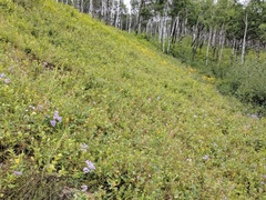 Potentilla pulcherrima