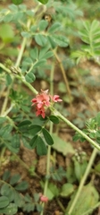 Indigofera linnaei
