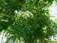 Sambucus australis