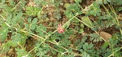Indigofera linnaei