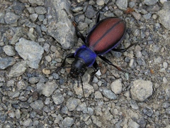 Carabus schoenherri