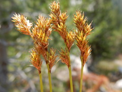 Carex mariposana