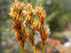 Carex mariposana