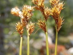 Carex mariposana