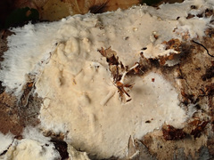 Vararia ochroleuca