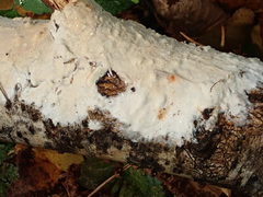 Vararia ochroleuca
