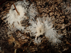 Vararia ochroleuca