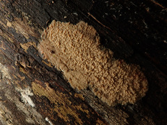 Phlebia livida