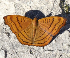 Pseudergolis wedah