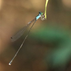Amphicnemis