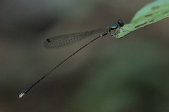 Amphicnemis
