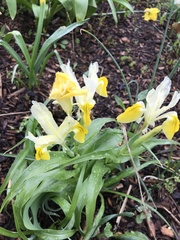 Iris bucharica