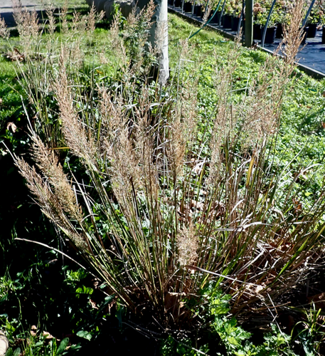 Calamagrostis brachytricha iNat (2)