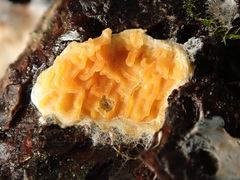 Leucogyrophana mollusca