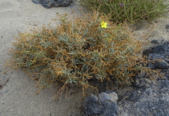 Verbascum spinosum