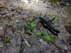 Atratomorpha rufolineata