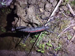 Atratomorpha rufolineata