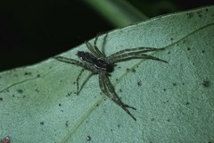 Dendrolycosa robusta