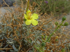 Verbascum spinosum