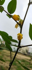 Senna occidentalis