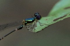 Amphicnemis