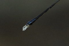 Amphicnemis