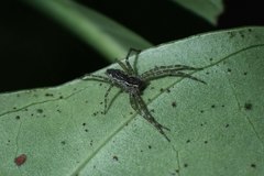 Dendrolycosa robusta