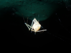 Chrysso lingchuanensis