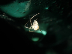 Chrysso lingchuanensis
