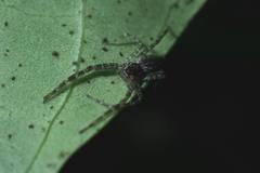 Dendrolycosa robusta