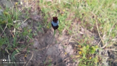 Porophyllum linaria