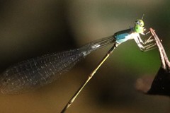 Amphicnemis