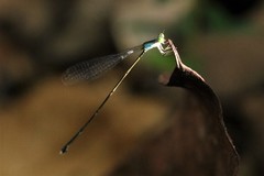 Amphicnemis