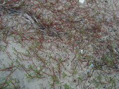 Blutaparon portulacoides