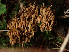 Phaeoclavulina eumorpha