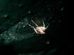 Platnickina maculata